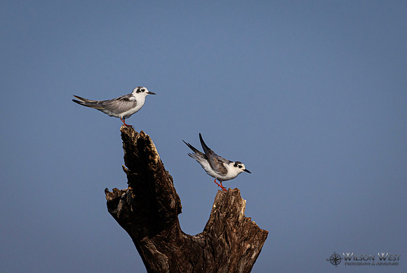 Whiskered Tern