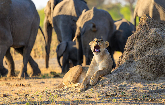 Lion, Elephant