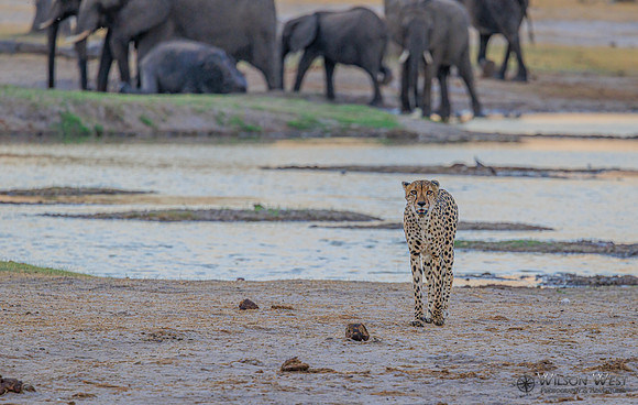 Cheetah