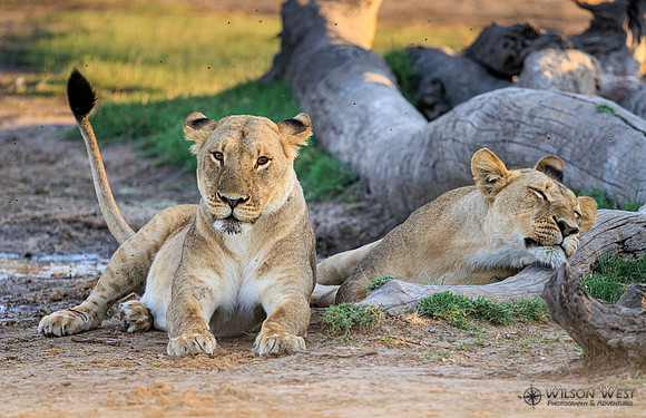 Lion