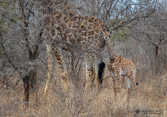Giraffe