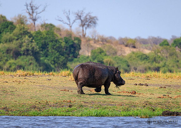 Hippopotamus