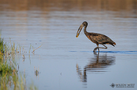 Openbill Stork