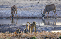 Baboon, Roan Antelope
