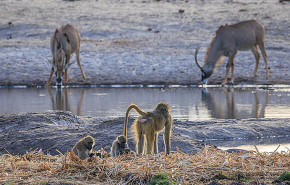 Baboon, Roan Antelope