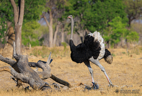 Ostrich