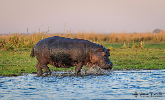 Hippopotamus
