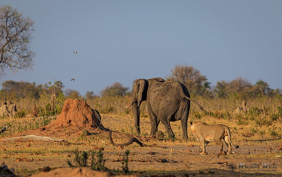 Lion, Elephant