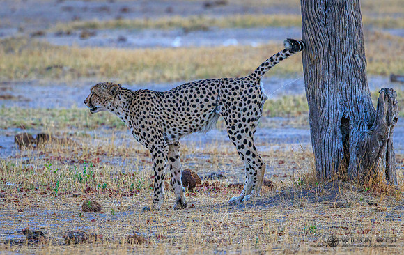 Cheetah