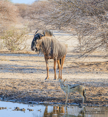 Blue Wildebeest, Black-backed Jackal