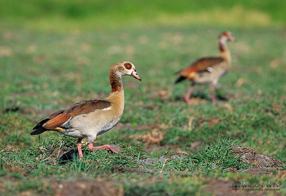 Egyptian Goose