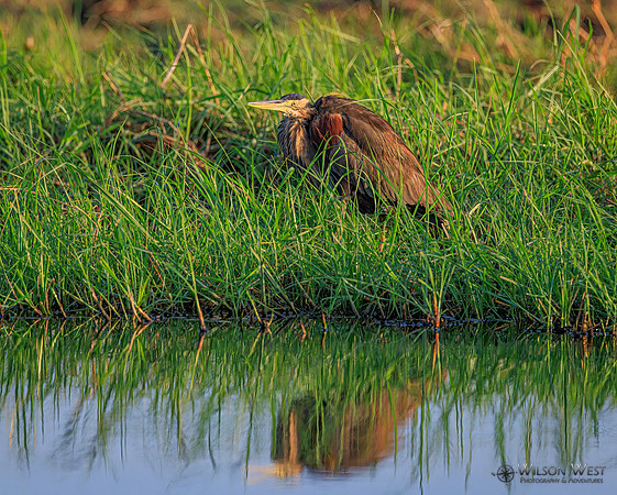 Purple Heron