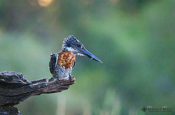 Giant Kingfisher