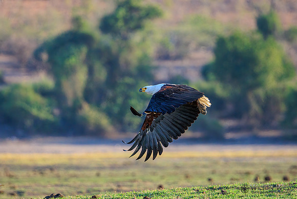 African Fish Eagle