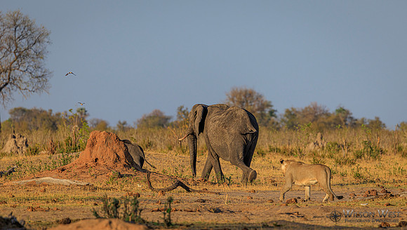 Lion, Elephant