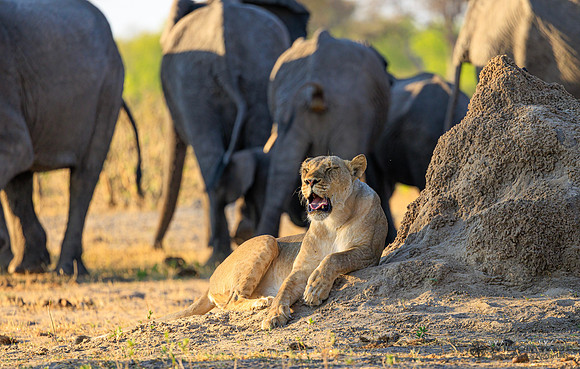 Lion, Elephant
