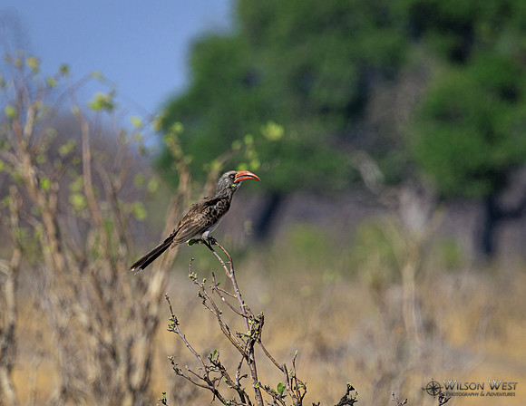 Red-billed Hornbill