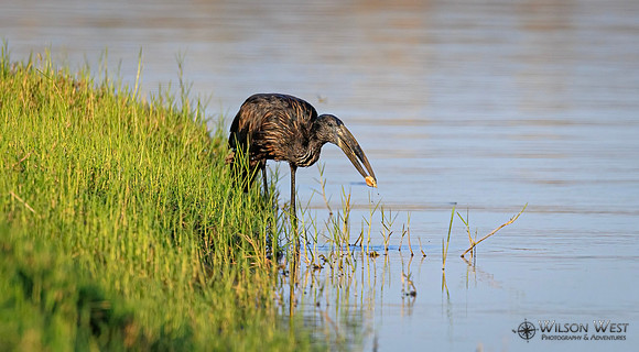 Openbill Stork