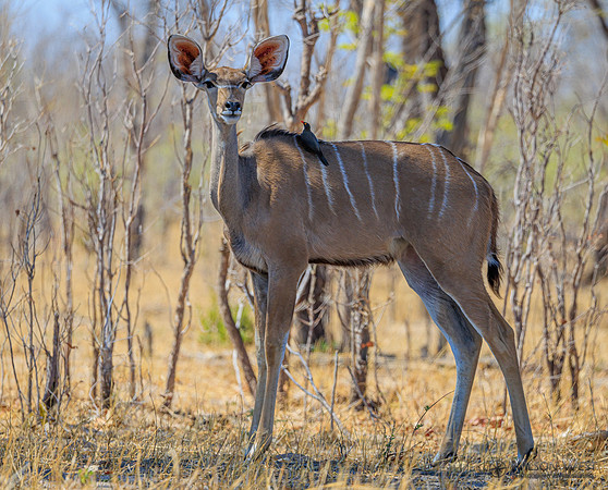 Greater Kudu
