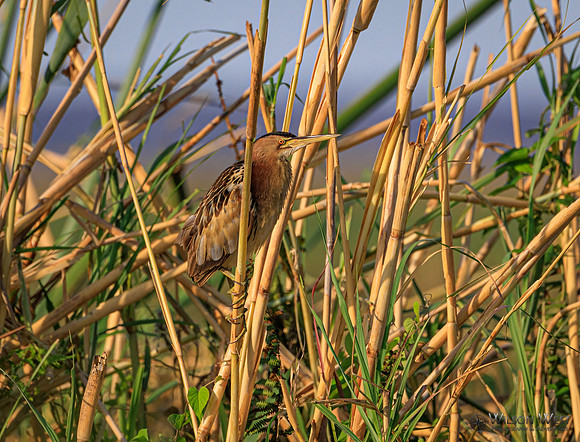 Little Bittern