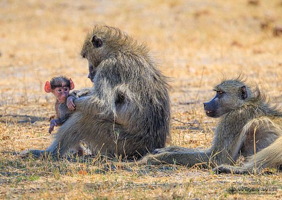 Baboon