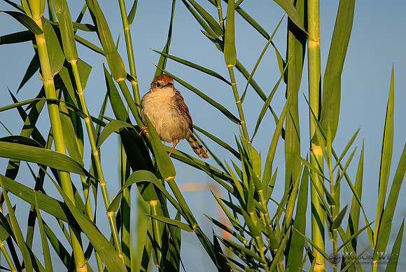 Rattling Cisticola