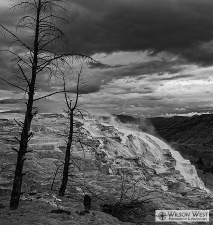 Canary Springs