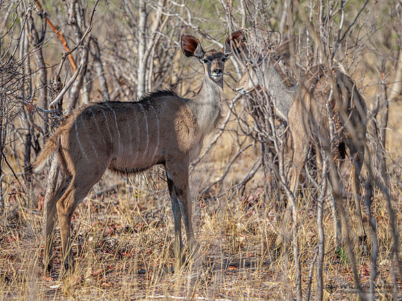 Greater Kudu