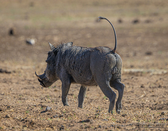 Warthog