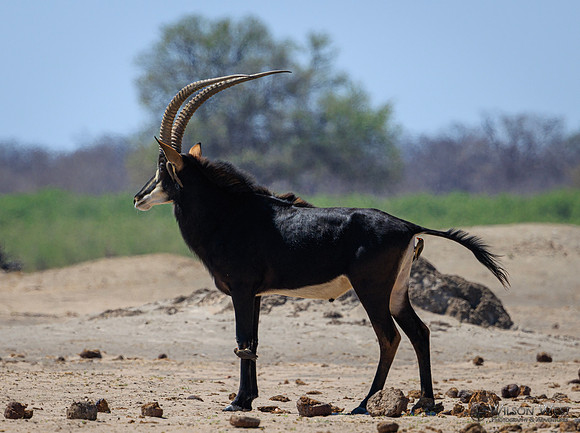 Sable Antelope, Red-billed Oxpecker