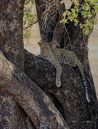 Leopard