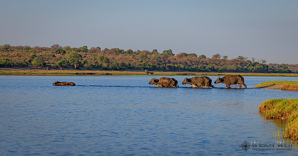 Cape Buffalo