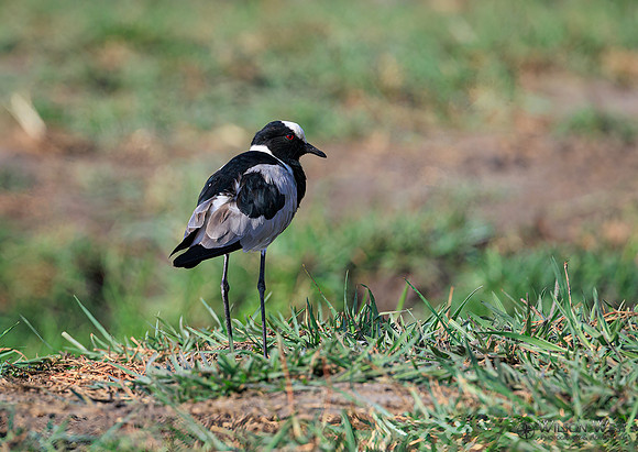 Blacksmith Lapwing