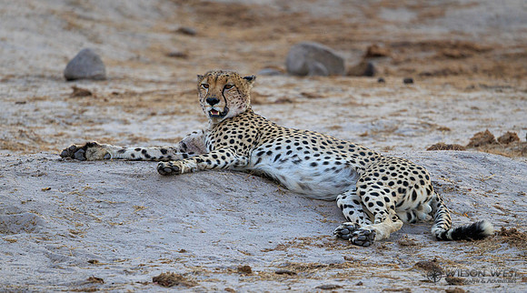 Cheetah