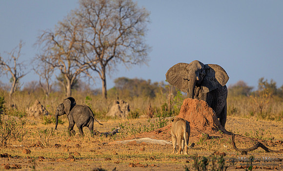 Lion, Elephant