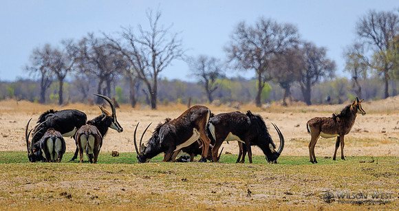Sable Antelope