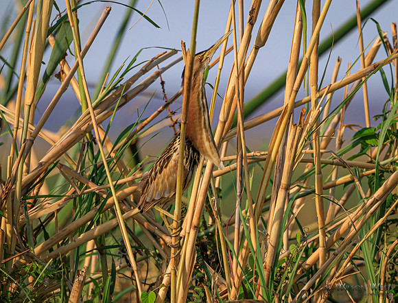 Little Bittern
