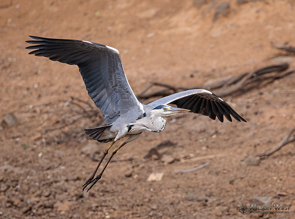 Gray Heron