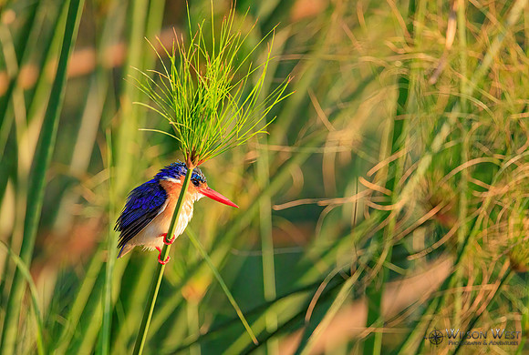 Malachite Kingfisher
