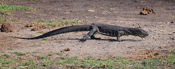 Water Monitor