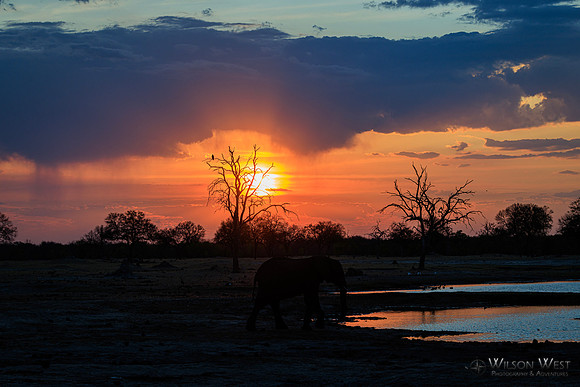 Sunset, Elephants