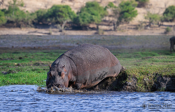 Hippopotamus