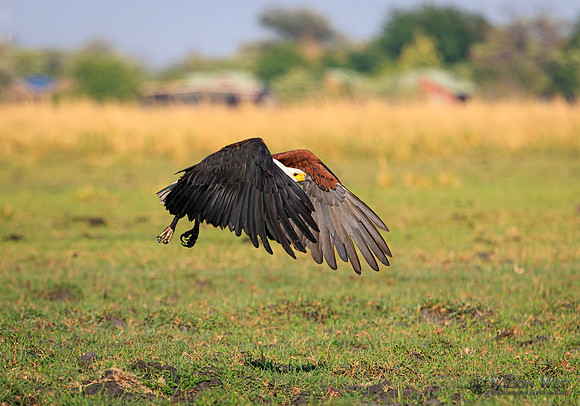 African Fish Eagle