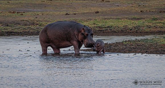 Hippopotamus
