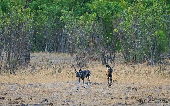 African Wild Dog