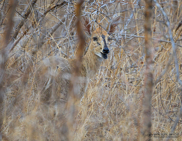 Steenbok