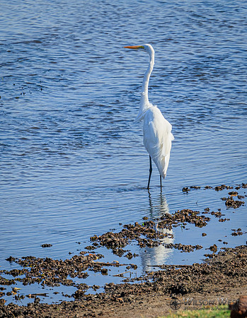 Great Egret