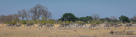 Burchell's Zebra