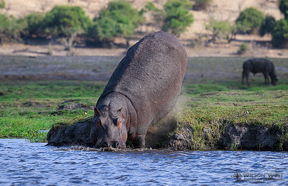 Hippopotamus