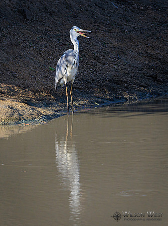 Gray Heron
